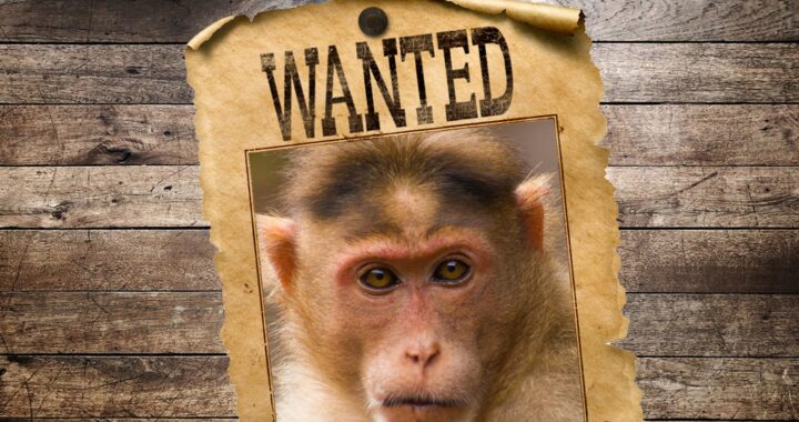 Mystery Behind Why 5 Monkeys Killed by Mississippi Deputies Is Solved