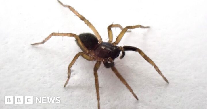 Rare wolf spider rediscovered on Isle of Wight after 40 years