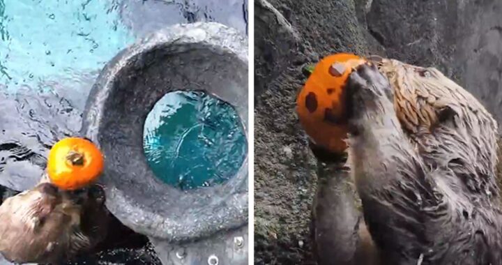 Otters Show Off Basketball Skills Slam-Dunking Pumpkins Into Hoops, on Video