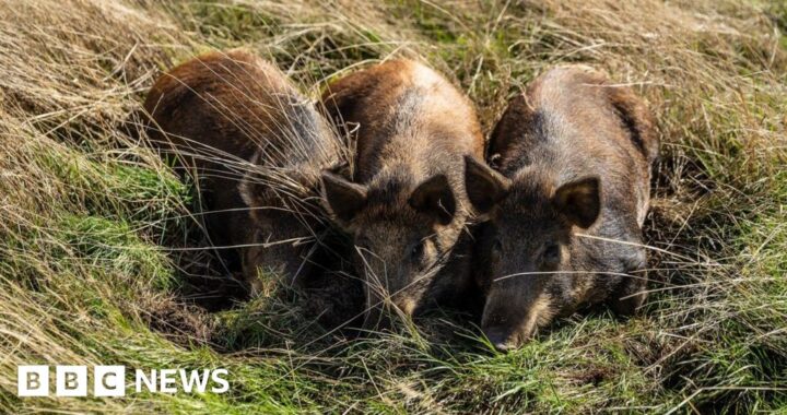 Harold’s Park wildland being transformed by three pigs